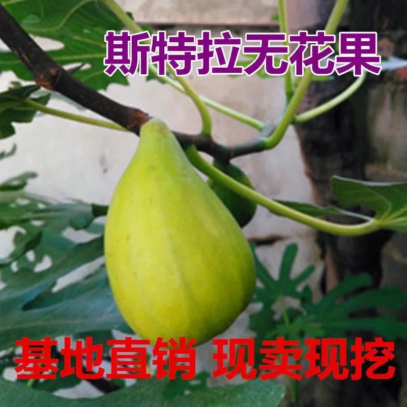 无斯科拉花果树苗，产量高，果形大，口感甜，包邮包活
