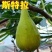 无斯科拉花果树苗，产量高，果形大，口感甜，包邮包活