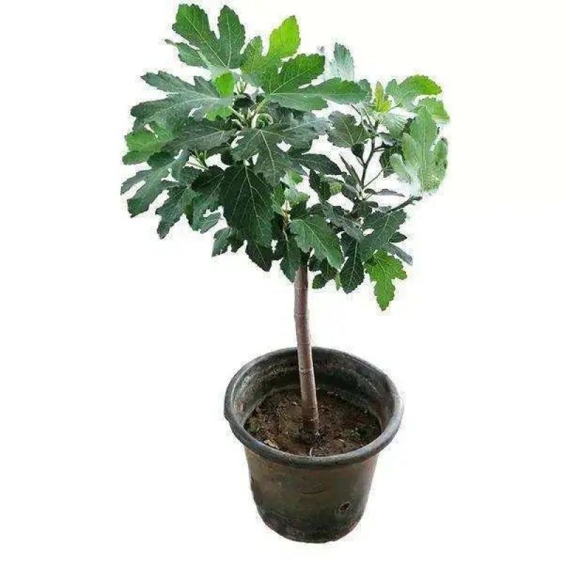 无斯科拉花果树苗，产量高，果形大，口感甜，包邮包活