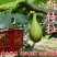 无斯科拉花果树苗，产量高，果形大，口感甜，包邮包活