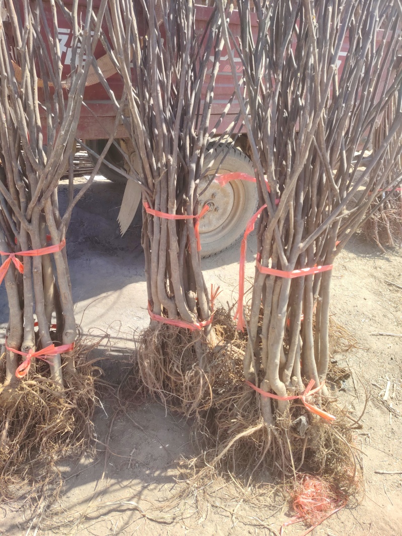 无斯科拉花果树苗，产量高，果形大，口感甜，包邮包活