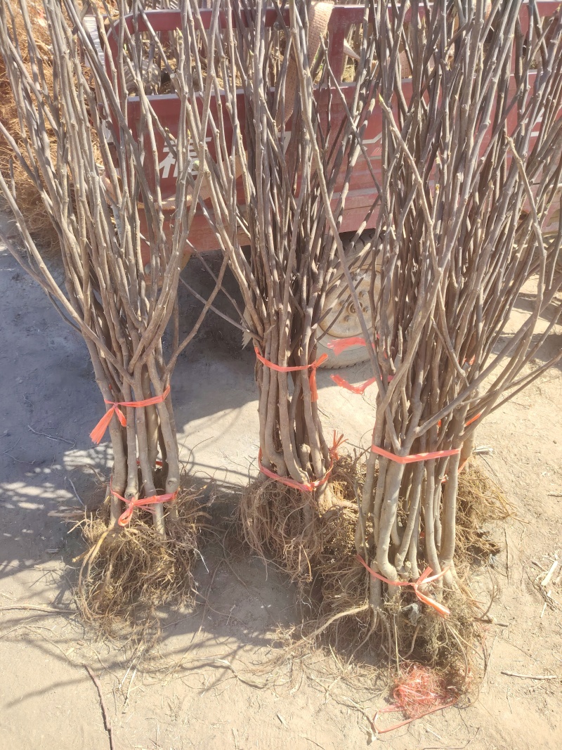 无斯科拉花果树苗，产量高，果形大，口感甜，包邮包活