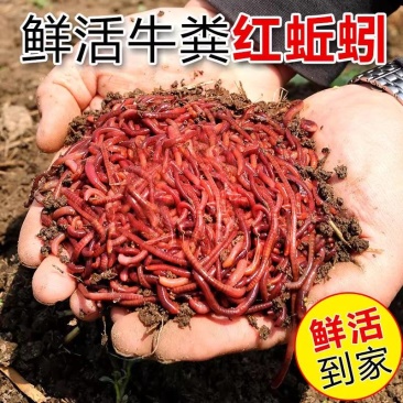 2025春季蚯蚓种钓鱼饵料红蚯蚓纯牛粪喂养可加工小何