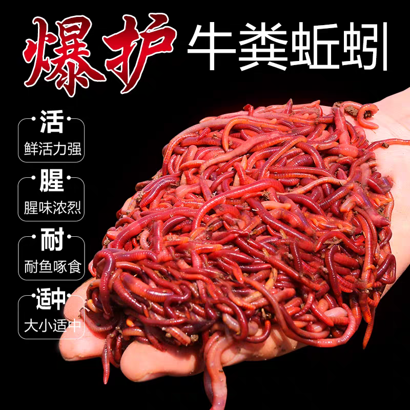 2025春季蚯蚓种钓鱼饵料红蚯蚓纯牛粪喂养可加工小何
