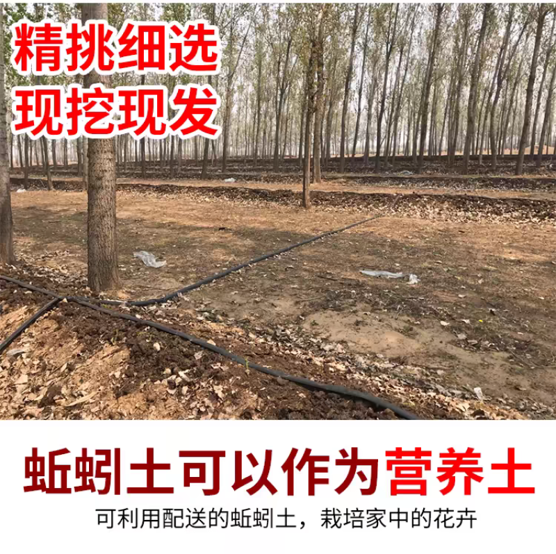 2025春季蚯蚓种钓鱼饵料红蚯蚓纯牛粪喂养可加工小何