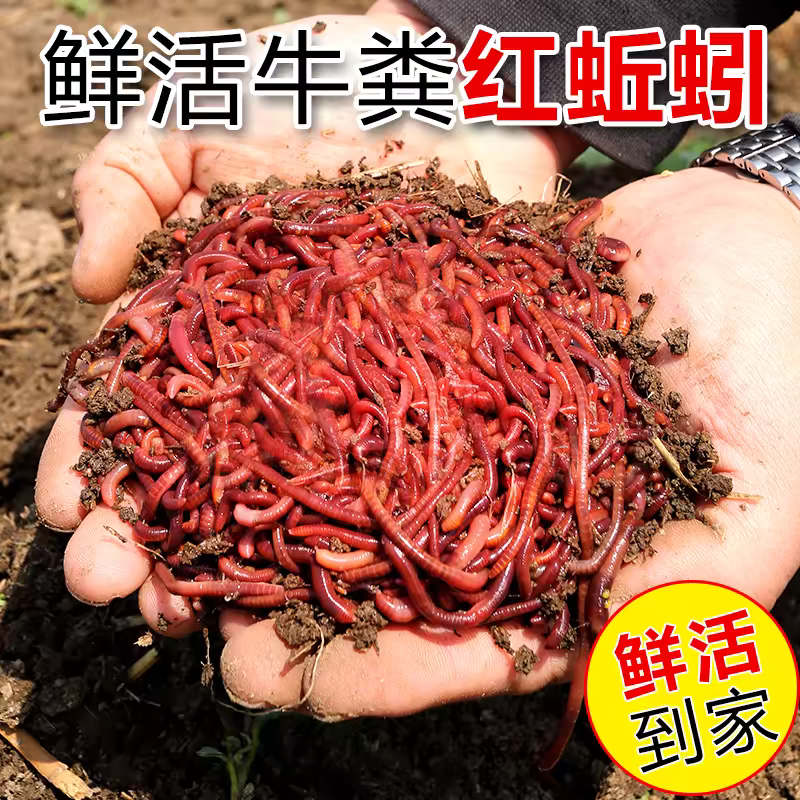 2025春季蚯蚓种钓鱼饵料红蚯蚓纯牛粪喂养可加工小何