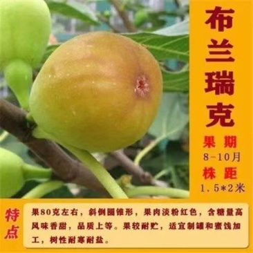 布兰瑞克无花果树苗，耐寒强，口感风味香甜，果实上等