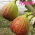 布兰瑞克无花果树苗，耐寒强，口感风味香甜，果实上等