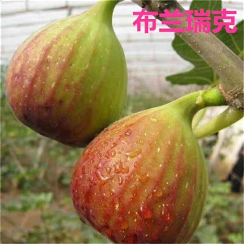 布兰瑞克无花果树苗，耐寒强，口感风味香甜，果实上等