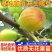 布兰瑞克无花果树苗，耐寒强，口感风味香甜，果实上等