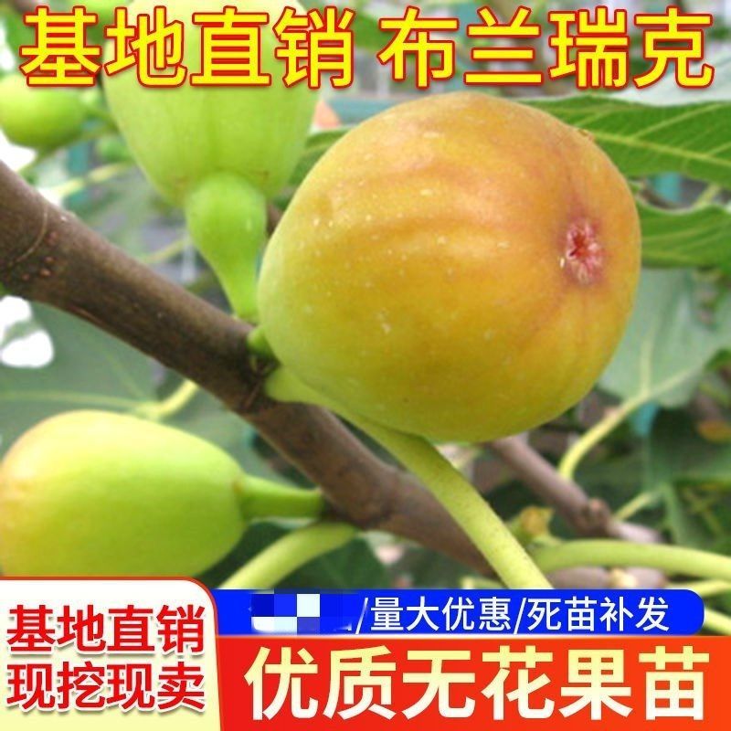 布兰瑞克无花果树苗，耐寒强，口感风味香甜，果实上等