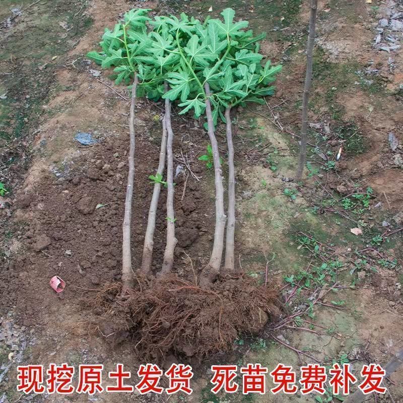布兰瑞克无花果树苗，耐寒强，口感风味香甜，果实上等