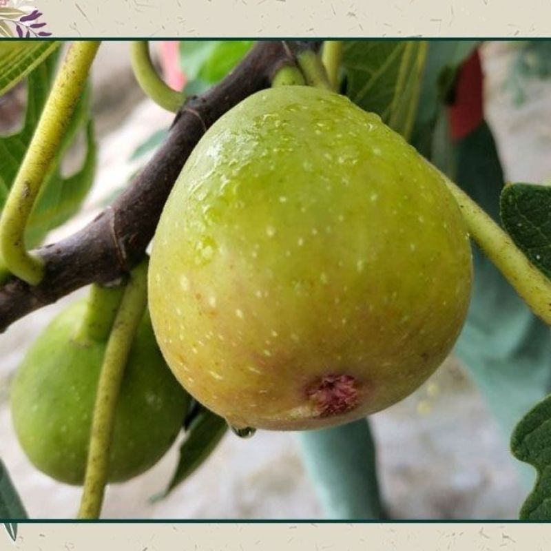 布兰瑞克无花果树苗，耐寒强，口感风味香甜，果实上等