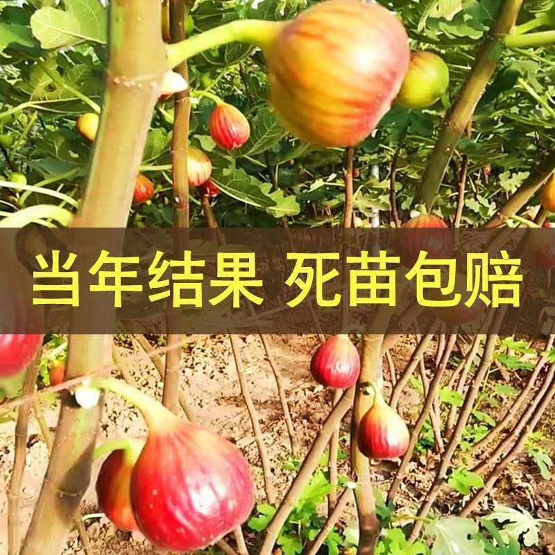 布兰瑞克无花果树苗，耐寒强，口感风味香甜，果实上等