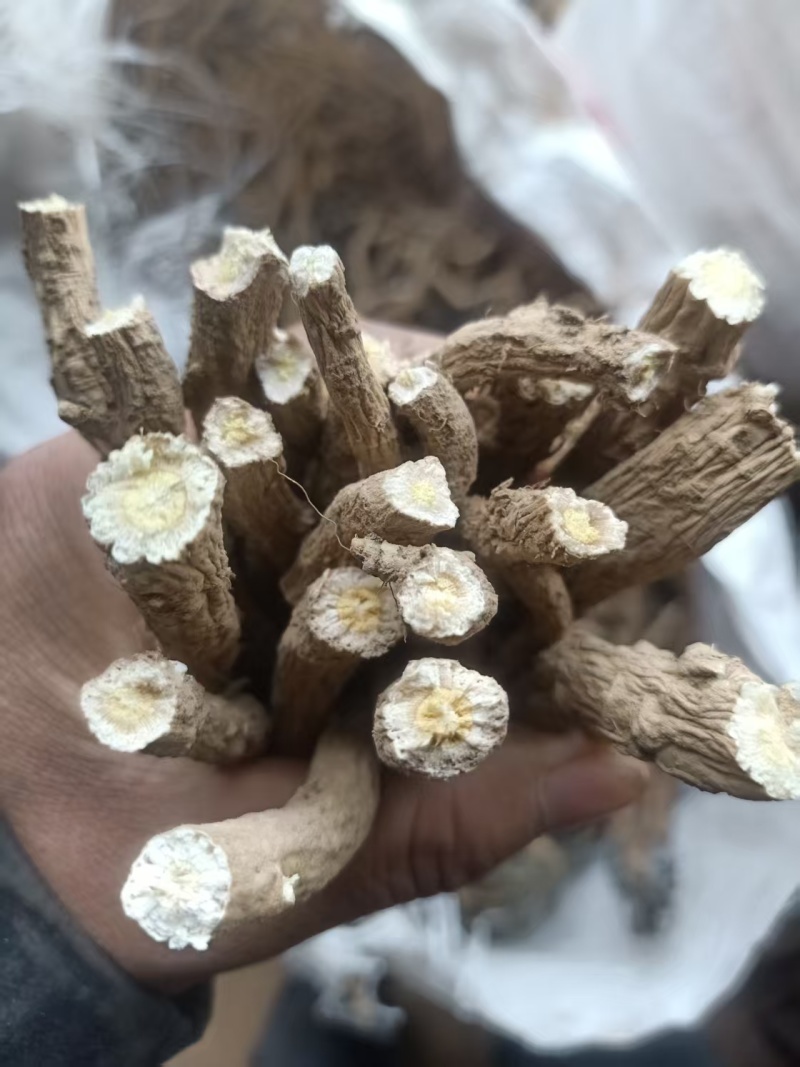 板蓝根，产地甘肃，常年供应大货