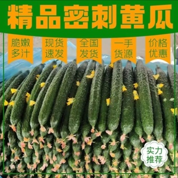 {推荐}密刺黄瓜，万亩基地供应，欢迎来电