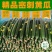 {推荐}密刺黄瓜，万亩基地供应，欢迎来电