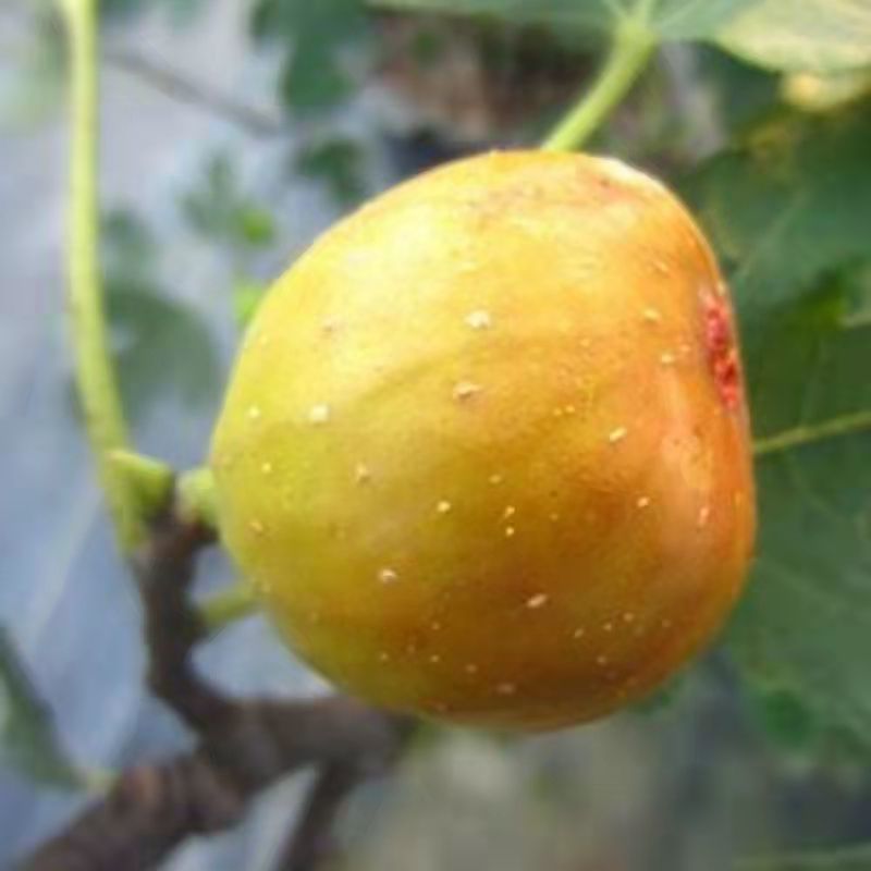 早黄无花果树苗，早熟品种，糖包子，新疆一种无花果