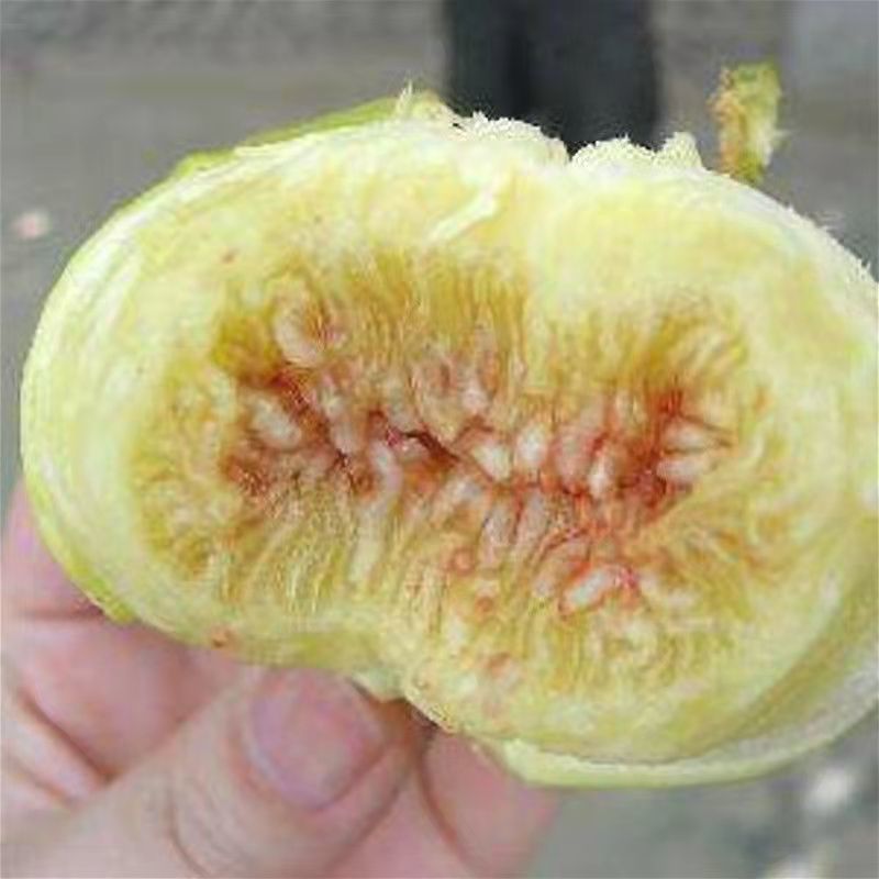 早黄无花果树苗，早熟品种，糖包子，新疆一种无花果