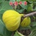 早黄无花果树苗，早熟品种，糖包子，新疆一种无花果