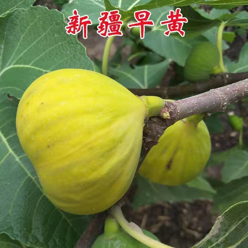 早黄无花果树苗，早熟品种，糖包子，新疆一种无花果