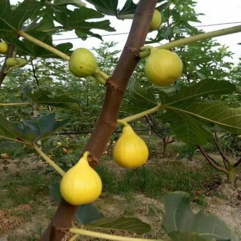 早黄无花果树苗，早熟品种，糖包子，新疆一种无花果
