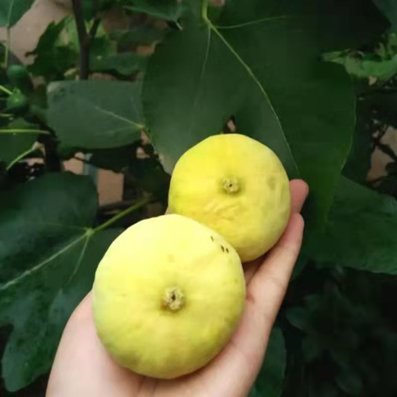 早黄无花果树苗，早熟品种，糖包子，新疆一种无花果