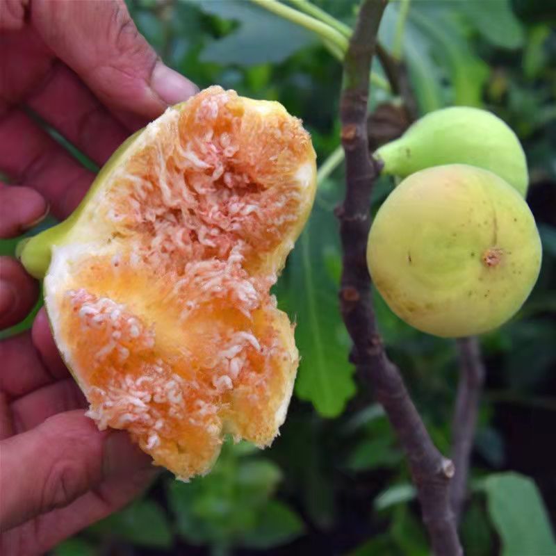 早黄无花果树苗，早熟品种，糖包子，新疆一种无花果