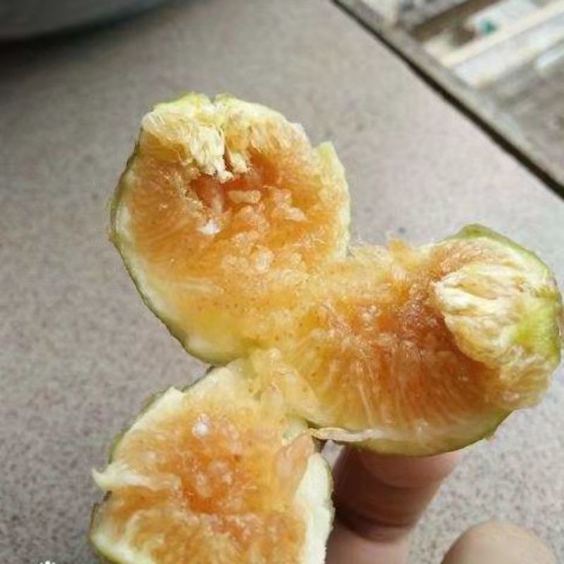 早黄无花果树苗，早熟品种，糖包子，新疆一种无花果