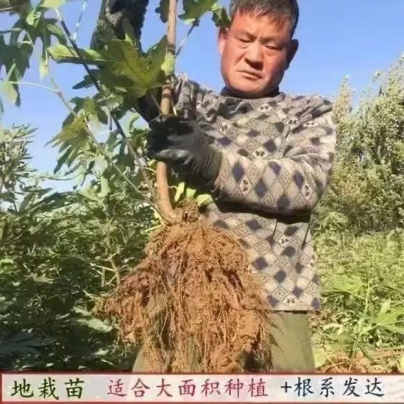 早黄无花果树苗，早熟品种，糖包子，新疆一种无花果
