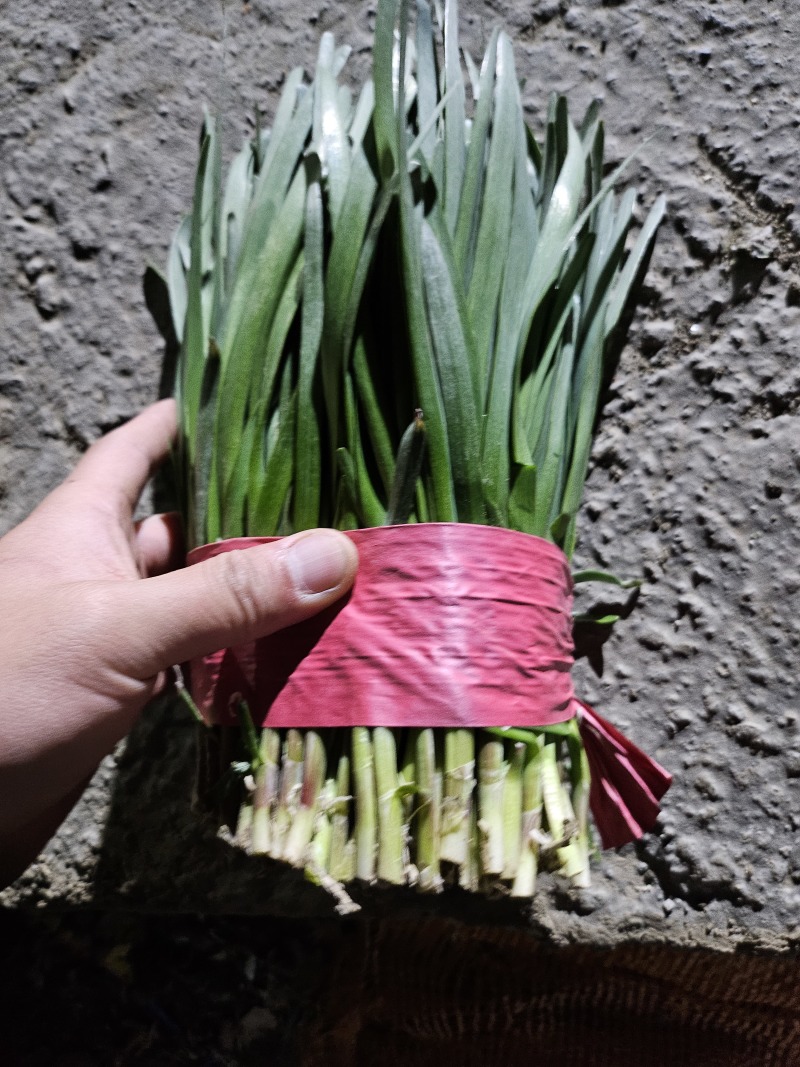 梁山地牙子精品红根韭菜