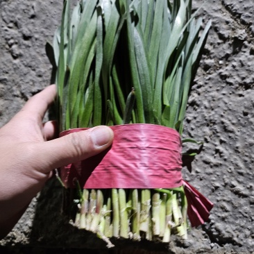 梁山精品红根韭菜，大量上市需要的老板请来电咨询