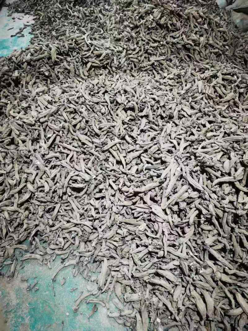 玄参毛条子