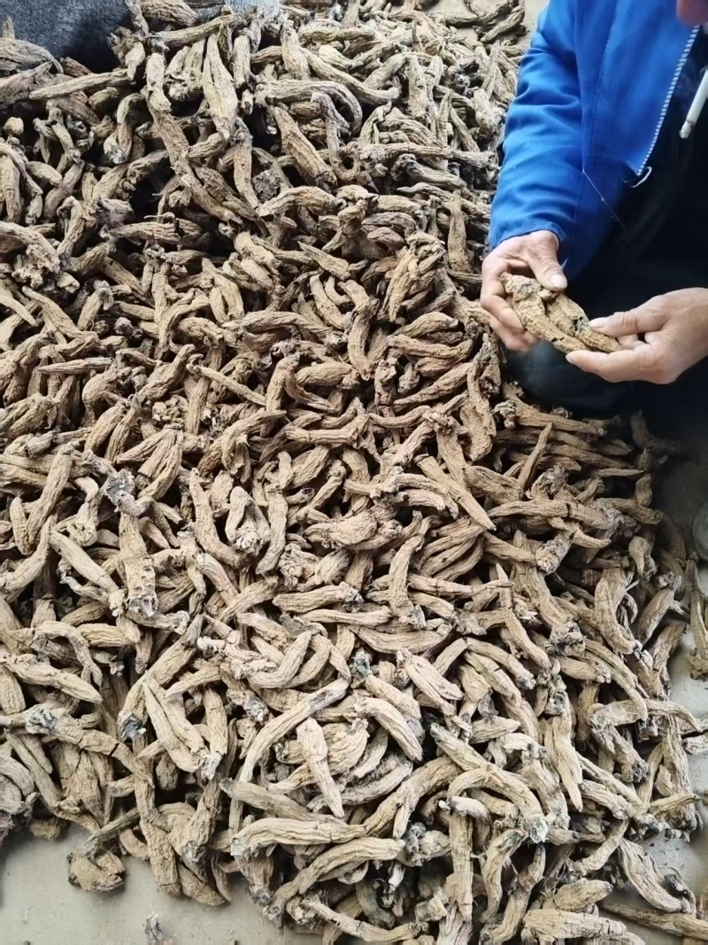 玄参毛条子