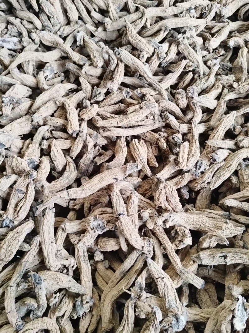 玄参毛条子