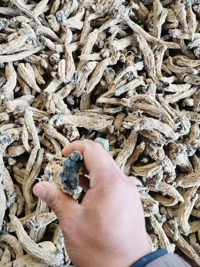 玄参毛条子