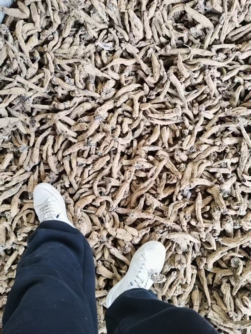 玄参毛条子