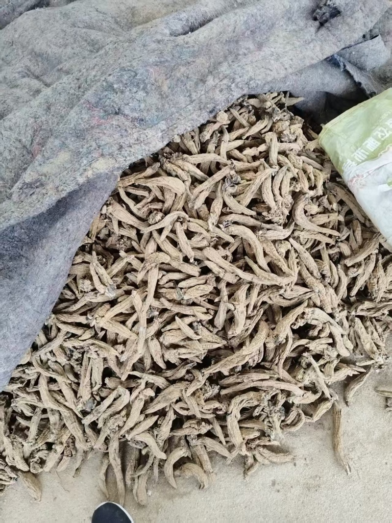 玄参毛条子