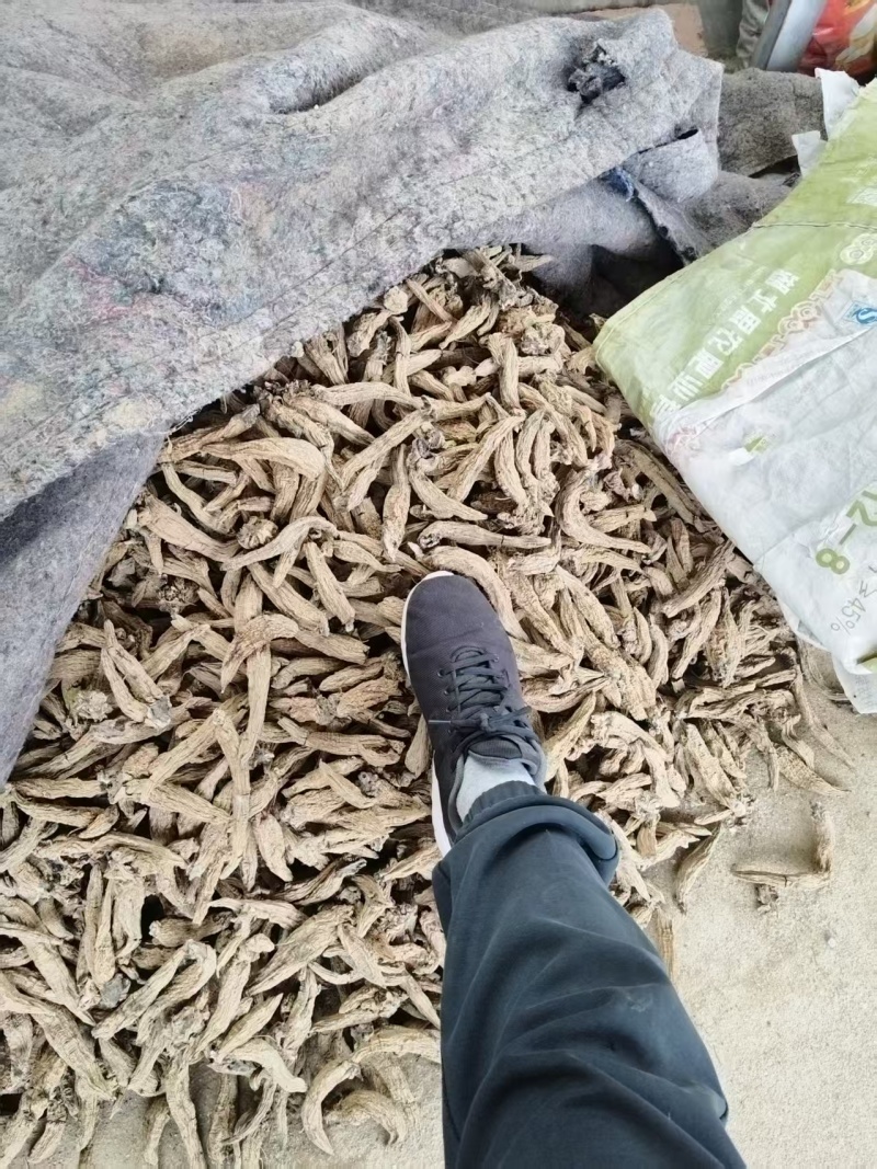 玄参毛条子