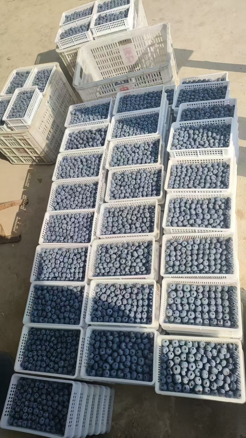山东蓝莓上市，价格美丽，对接全国市场，支持视频看