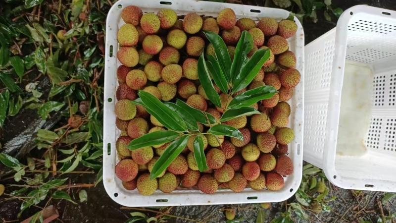 果肉鲜美精品荔枝海南妃子笑爆汁的甜产地直发