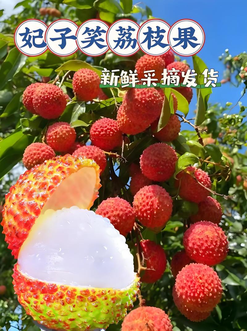 果肉鲜美精品荔枝海南妃子笑爆汁的甜产地直发