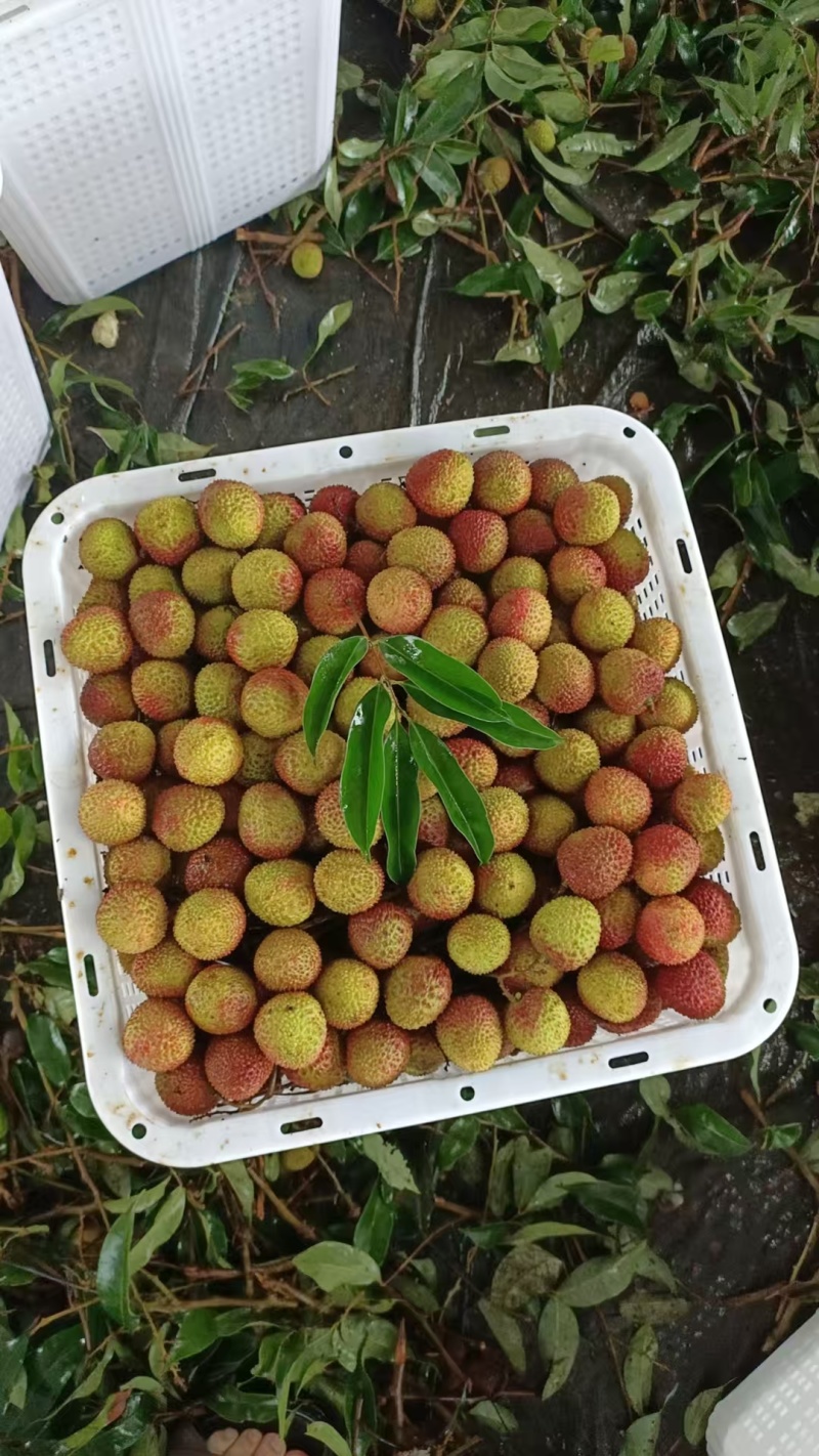 果肉鲜美精品荔枝海南妃子笑爆汁的甜产地直发