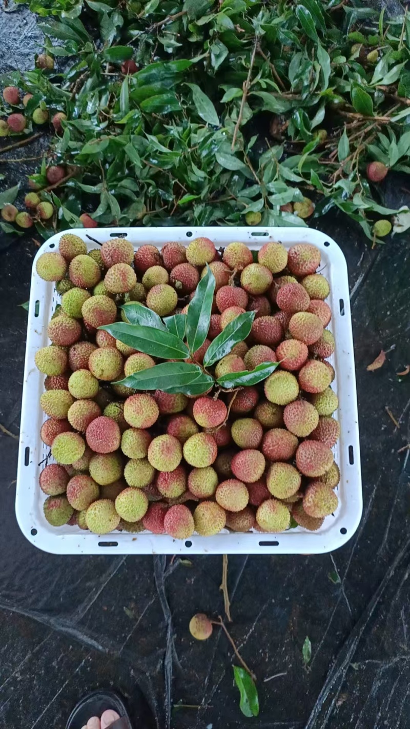 果肉鲜美精品荔枝海南妃子笑爆汁的甜产地直发