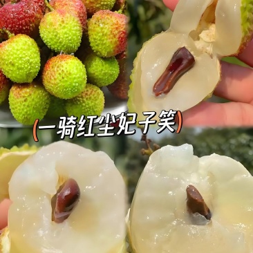 一骑红尘妃子笑需要的老板请联系产地直发货源多