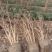 结香球冠幅:1m、1.2m、1.5m、1.8m，欢迎订购