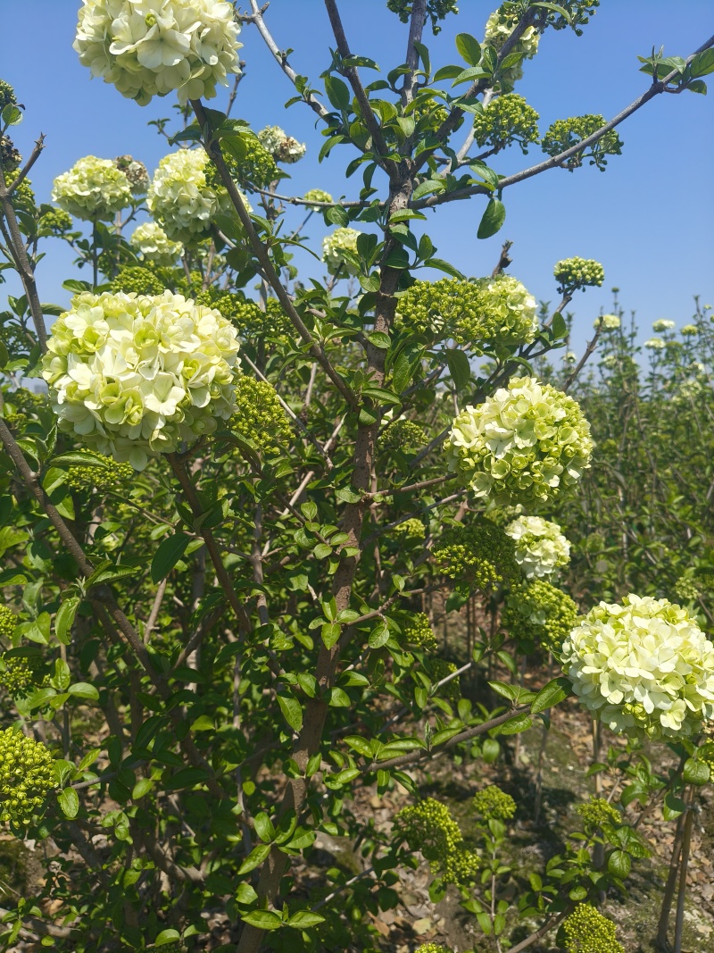 中华木绣球地径:3、4、5、6cm，基地有量，欢迎来订购