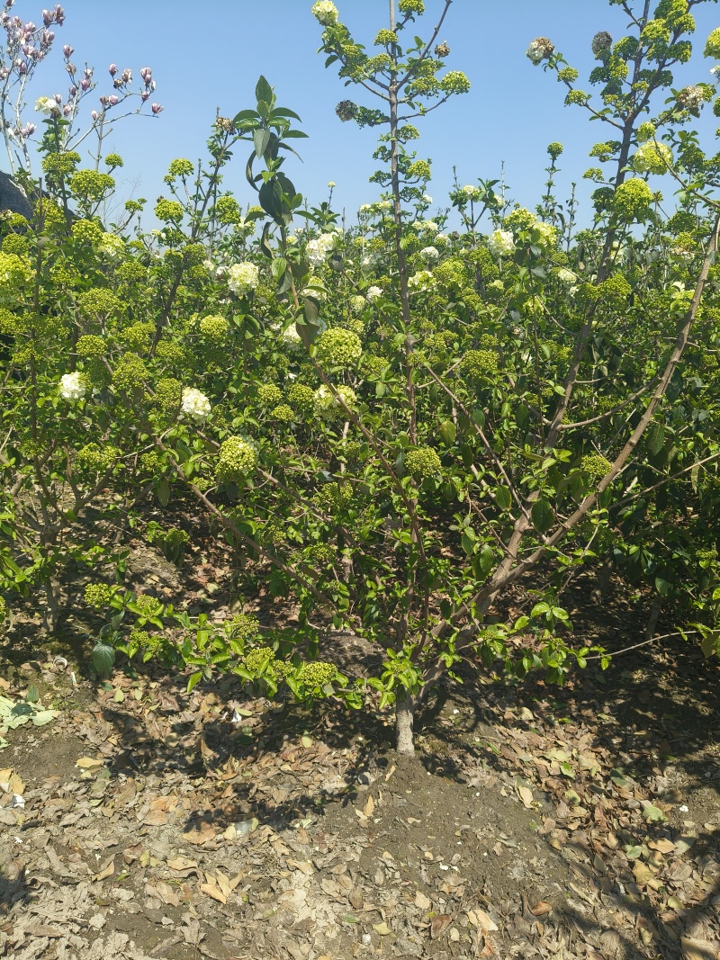 中华木绣球地径:3、4、5、6cm，基地有量，欢迎来订购