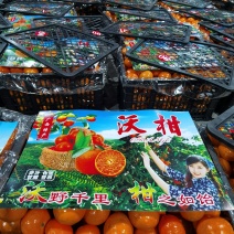 广西武鸣沃柑，电商，市场，一件代发，落地配社区团购等。