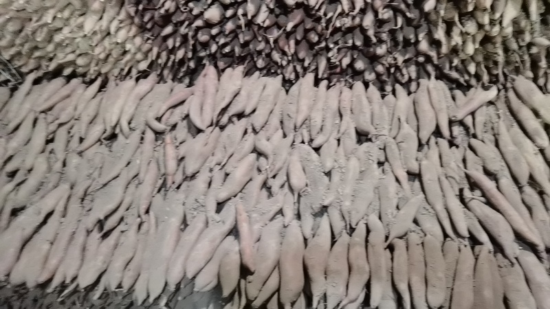 临潼窖藏红薯
